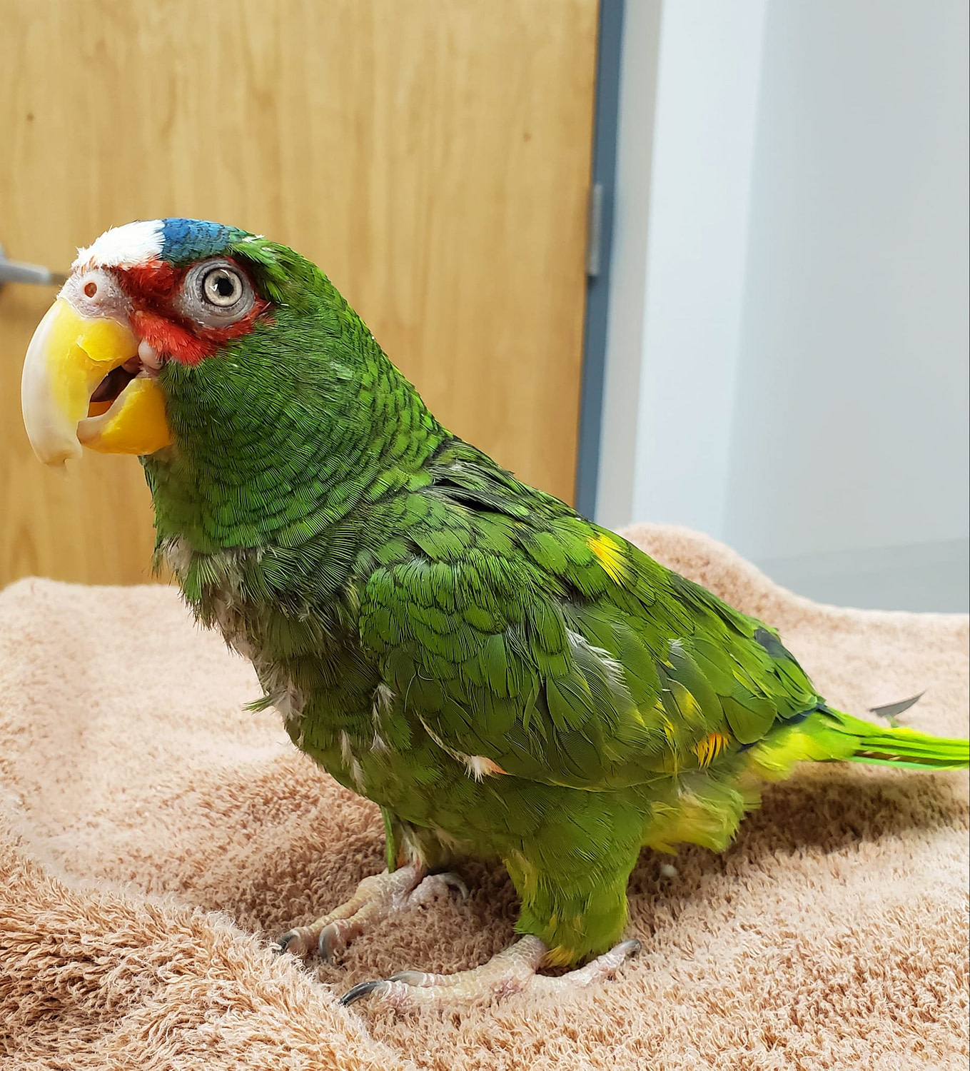 Exotic Bird Vet Tallahassee Paws & Claws Veterinary Hospital