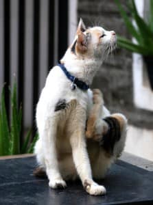 Itchy Calico Cat with a blue collar scratching its neck.
