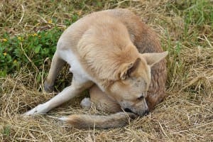 Dog chewing on it's skin while sitting in the grass.