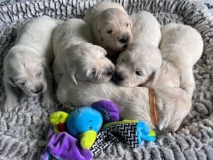 Litter of puppies on a cute bed.