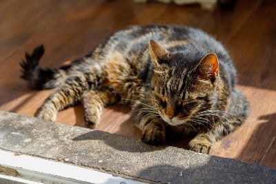 elderly cat laying in the sun on the floor.