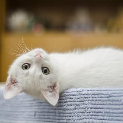Adorable white kitten laying upside down.