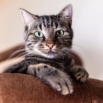 Tabby cat sitting on a cat bed.