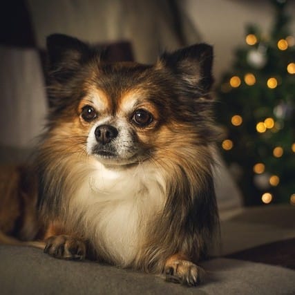 Long haired chihuahua resting at home during the holidays.