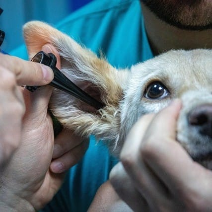 Veterinarian performing an exam on dog's ear.