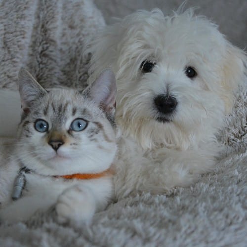 A cute dog and cat snuggling in Florida.